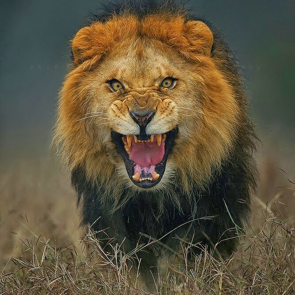 Meet your Posher, Julio